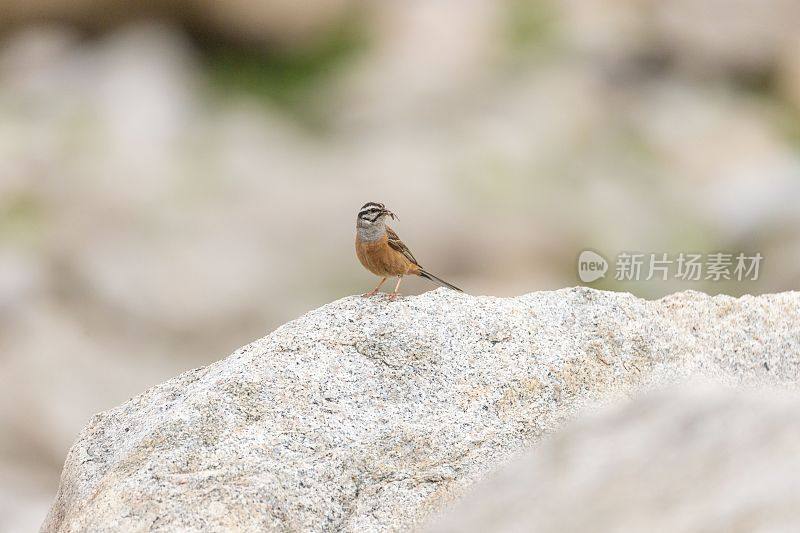 一个岩石彩旗特写，Emberiza cia与一个小昆虫在它的嘴站在石头上